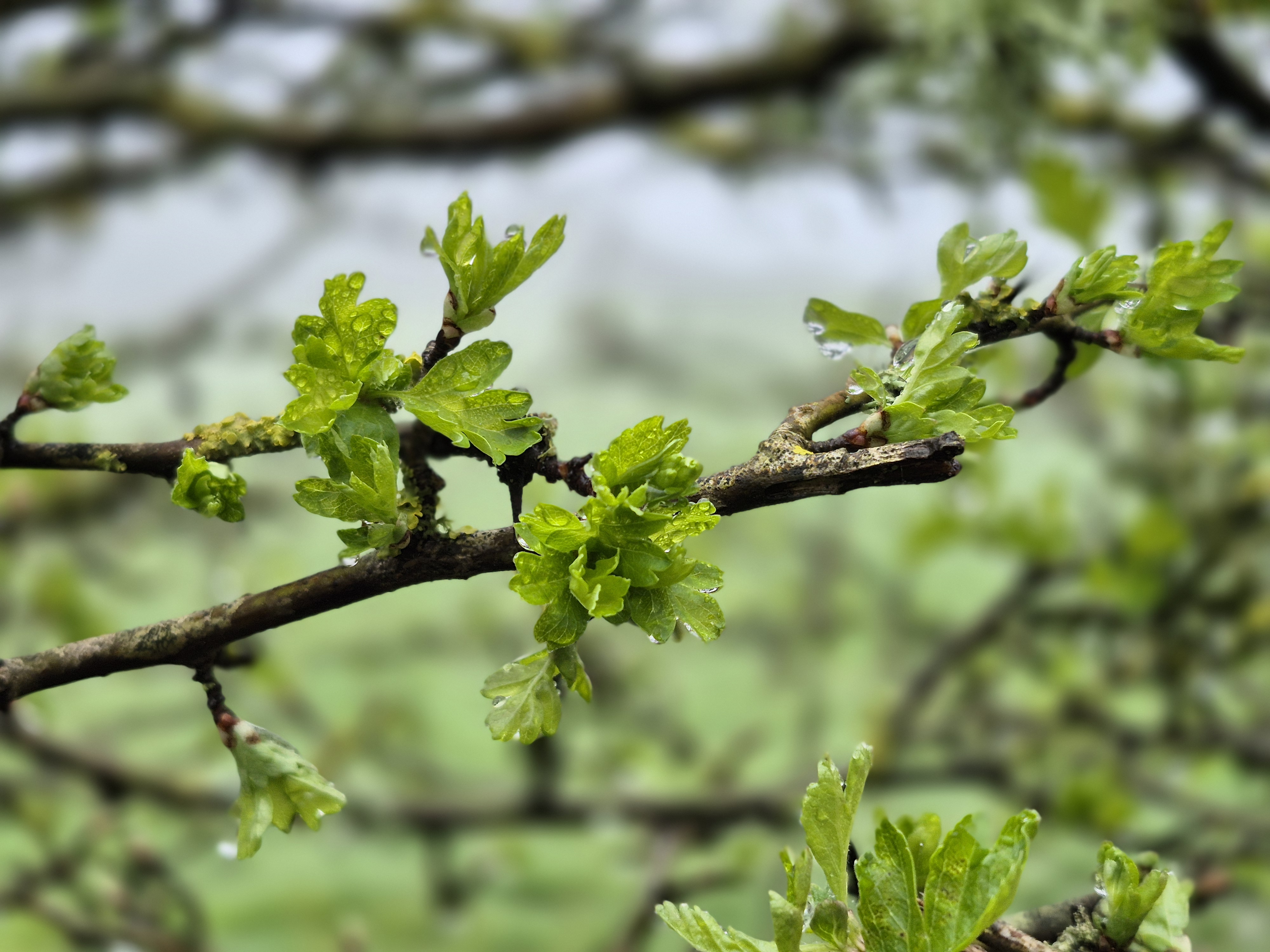 Daisy Reid - Raindrops on Hawthorn Leaves Raindrops on Hawthorn leaves