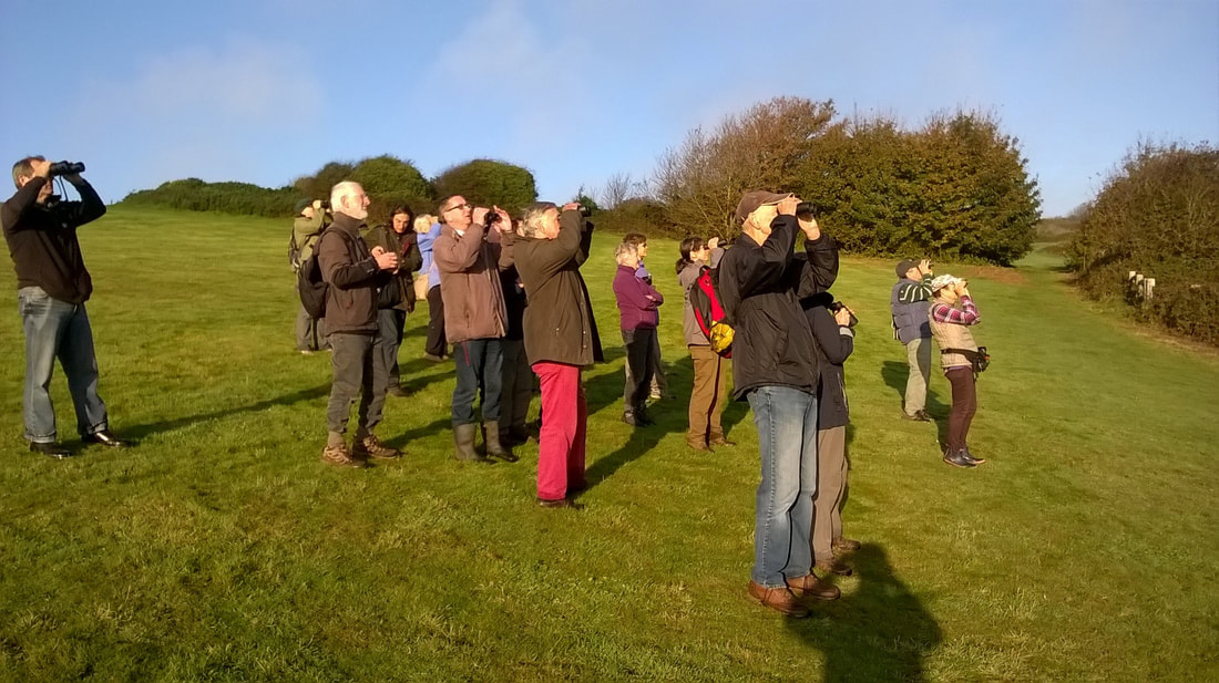 autumn migration watch 1017