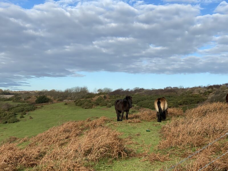 2ponies