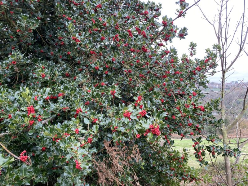 berries