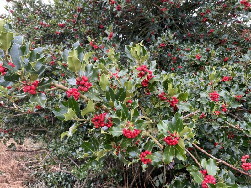 berries 2