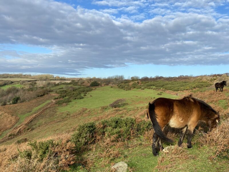 poniesandsky