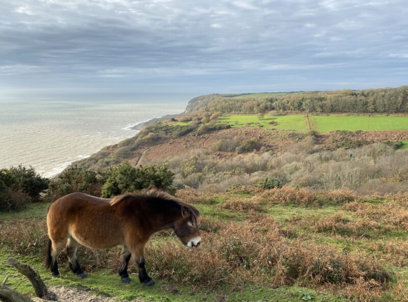 ponyandglen