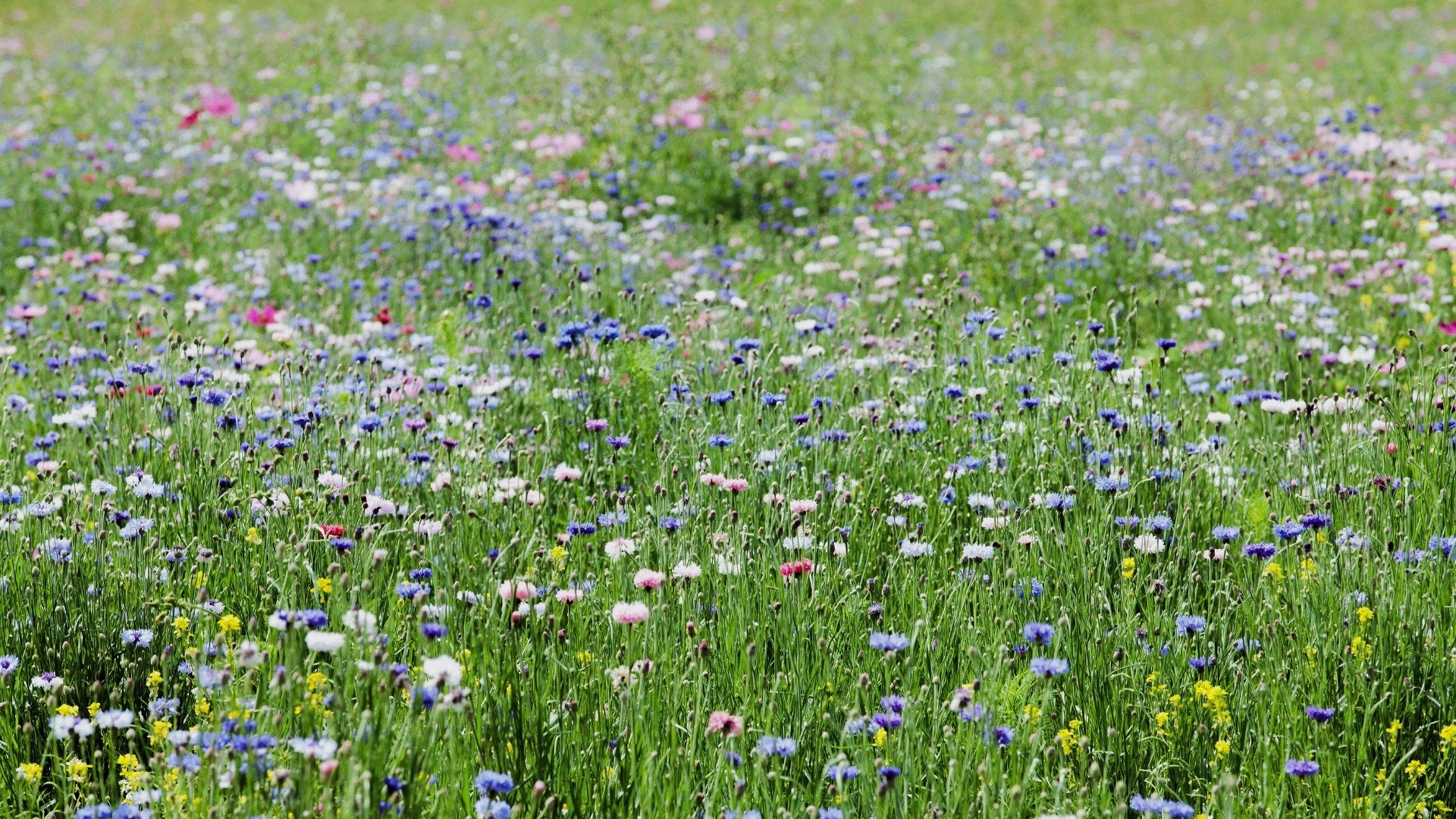 wildflowers