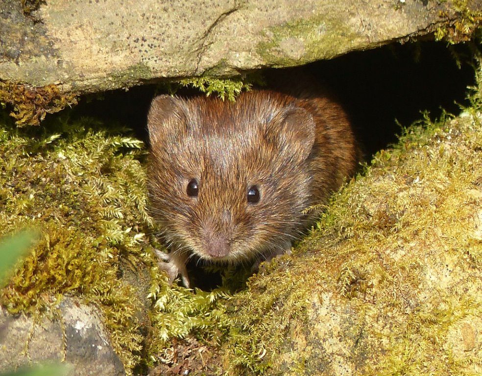 bank vole scotney nt orig